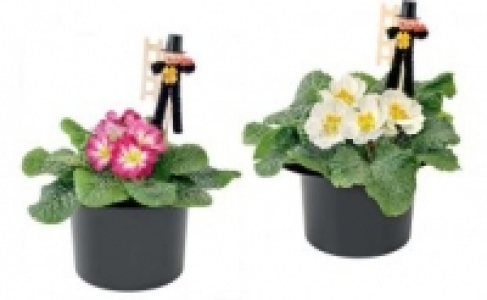 Primeln 1.99&nbsp;&euro;