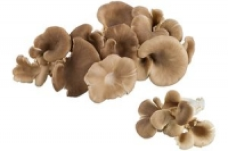 Austernpilze 0.79 €
