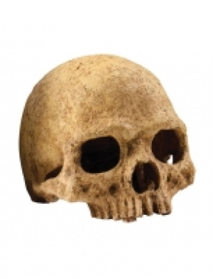 Terrariendeko Primatenschädel 16.32 €
