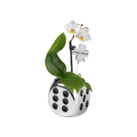 Edeka  Mini Orchidee im Glückswürfel 1-Trieber