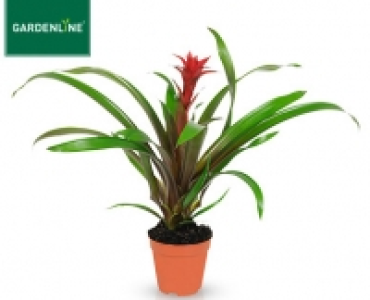 GARDENLINE®Exotische Pflanze