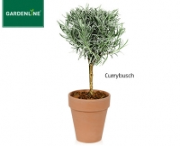 GARDENLINE&reg;Gew&uuml;rzst&auml;mmchen im Terrakottatopf 4.99&nbsp;&euro;