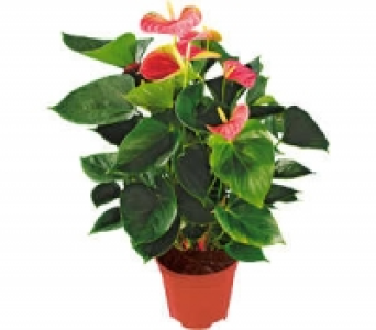 Flamingoblume 7.99 €