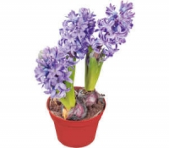 Hyazinthen 1.49&nbsp;&euro;