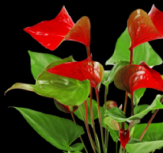 Flamingoblume 4.99 €