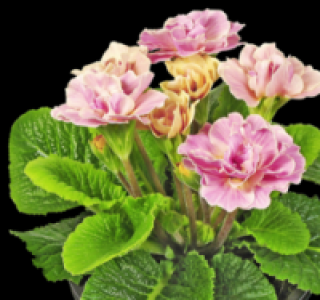 Primeln 0.99&nbsp;&euro;