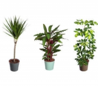 Gr&uuml;npflanzen 5.99&nbsp;&euro;