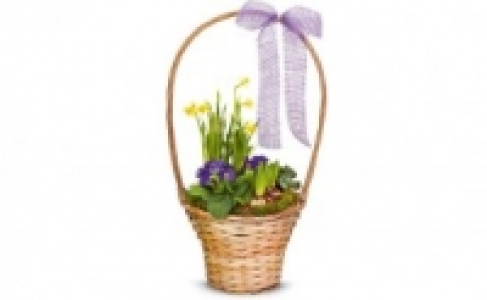 Bepflanzter Henkelkorb 7.99 €