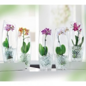 Mini-Phalaenopsis 6.99 €
