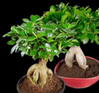 Bonsai 9.99 €