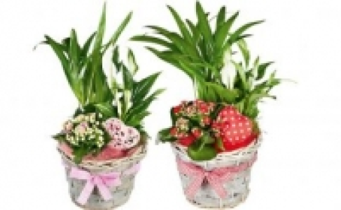 Bepflanzter Korb 6.99 €