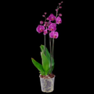 Schmetterlings- orchidee 6.99&nbsp;&euro;