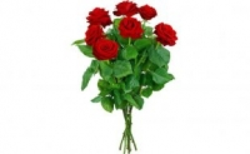 Premium Rosen 5.99 €