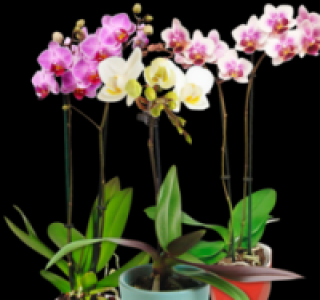 Schmetterlingsorchideen 4.99 €