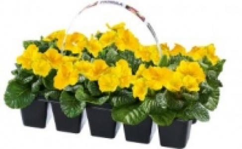 Primeln 2.99&nbsp;&euro;