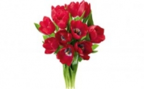 Tulpen-Strau&szlig; 1.88&nbsp;&euro;