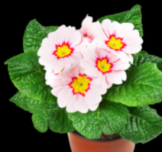 Primeln 0.49&nbsp;&euro;