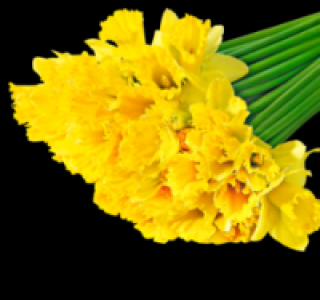 Wundersch&ouml;ne Narzissen 0.69&nbsp;&euro;