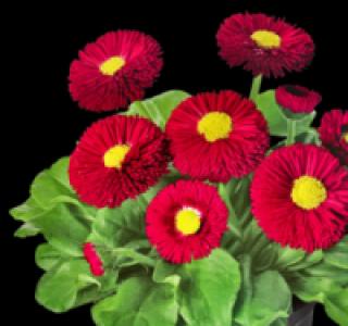 Bellis 0.69&nbsp;&euro;