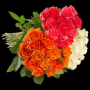 Premium Rosen 7.99 €