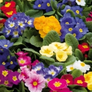 Primeln 2.99&nbsp;&euro;