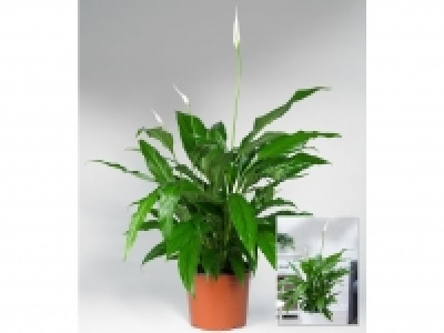 Spathiphyllum im 60 cm hoch,1 Pflanze 12.99 €