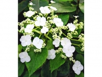 Lidl  Kletter-Hortensien Semiola®, Hydrangea petiolaris, 1 Pflanze