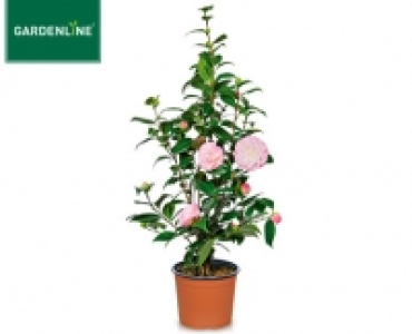 Aldi Süd  GARDENLINE®Kamelie