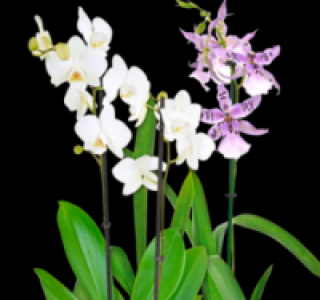 Verschiedene wunderschöne Orchideen 6.99 €