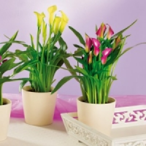 Calla Zantedeschia 5.99 €