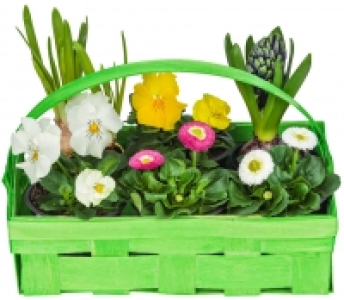Frühlingsblüher 5.99 €