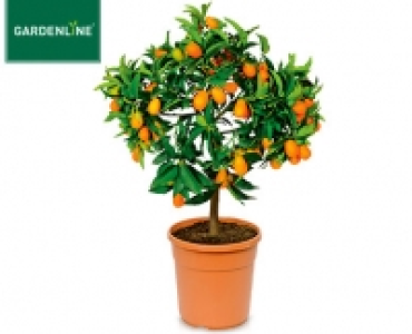 GARDENLINE&reg;Mediterranes St&auml;mmchen