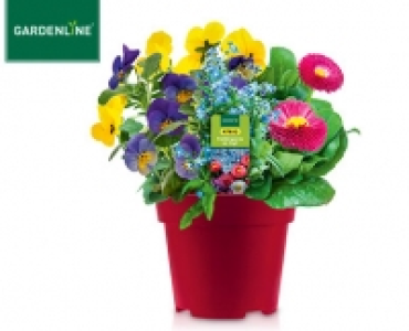 GARDENLINE&reg;Fr&uuml;hlingsmix im Topf