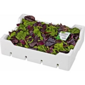 Wildkr&auml;utersalat