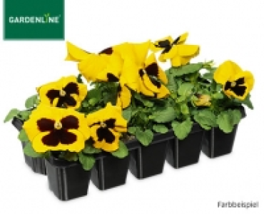 GARDENLINE®Beetpflanzen Frühlingsmix