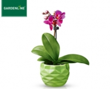 GARDENLINE®Mini-Orchidee im Topf
