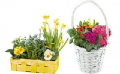 Frühlingskorb 5.99 €