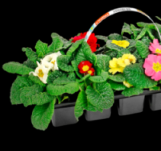 Primeln 1.99&nbsp;&euro;