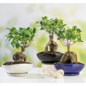 Bonsai Ficus Ginseng 12.99 €