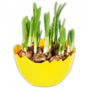 Narzissen 2.99&nbsp;&euro;