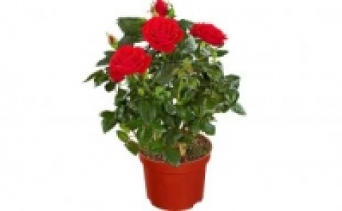 Rosenbusch 5.99 €