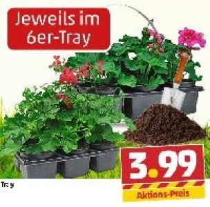 Geranien 3.99&nbsp;&euro;