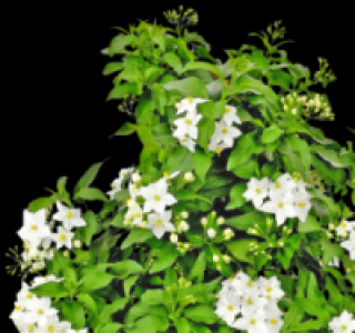 Sommerjasmin 8.99 €