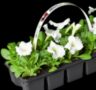 Petunie 1.79&nbsp;&euro;