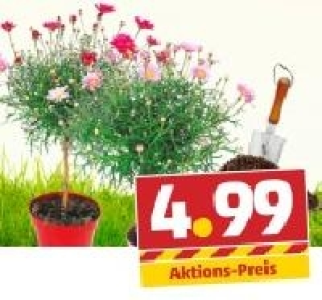 Margeriten-Ministamm 4.99 €