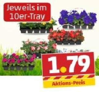 Beetpflanzen 1.79 €