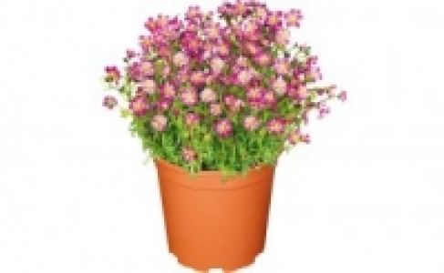 Stauden-Mix 1.99 €