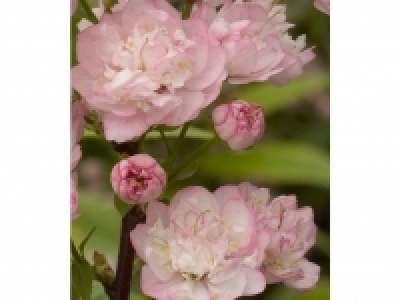 Lidl  Mandelbaum, 1 Pflanze Prunus triloba