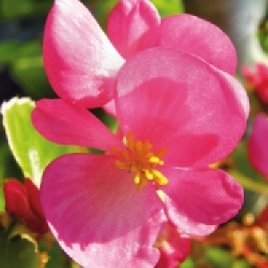Beetpflanzen 1.49 €