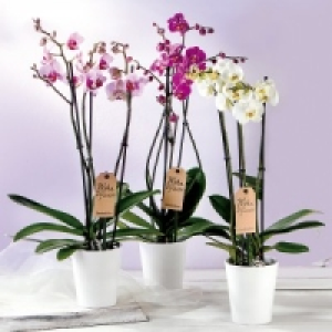 Orchidee Phalaenopsis 8.99 €